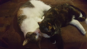 Impy and Ally arrive home
