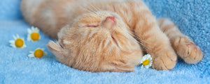 Welcome Cat Lovers