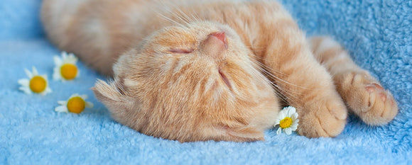 Welcome Cat Lovers